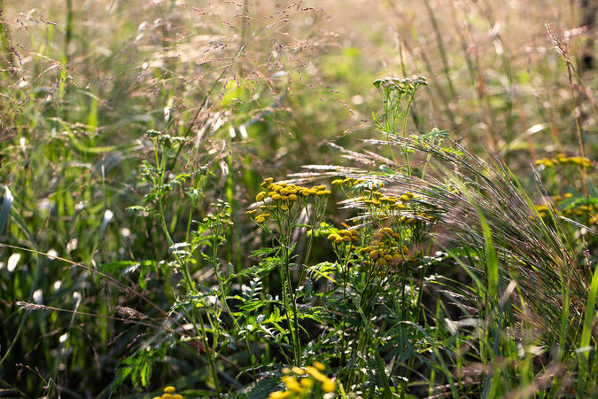 invasive common tansy growing among prairie grasses