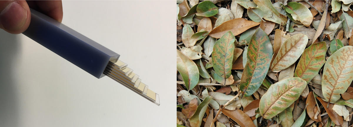 photograph collage; left: rapid diagnostic test for oak wilt fungus; right: invasive tree pathogen on leaves