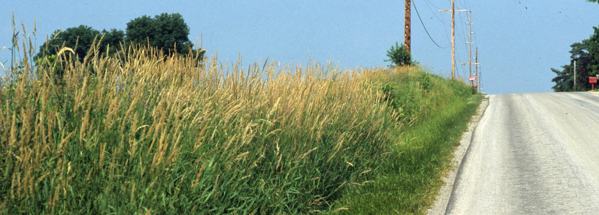 photograph of reed canarygrass along roadside