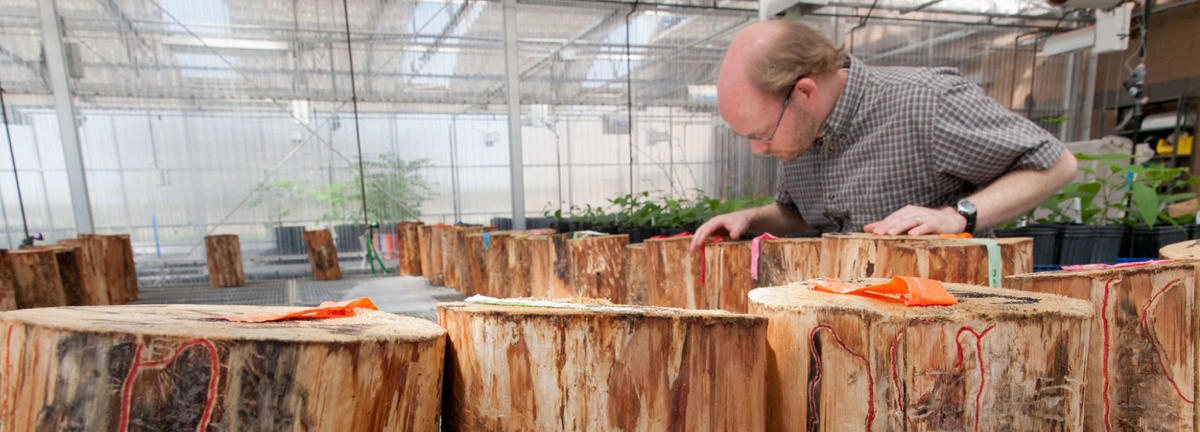 researcher Brian Aukema in lab studying cut tree stumps