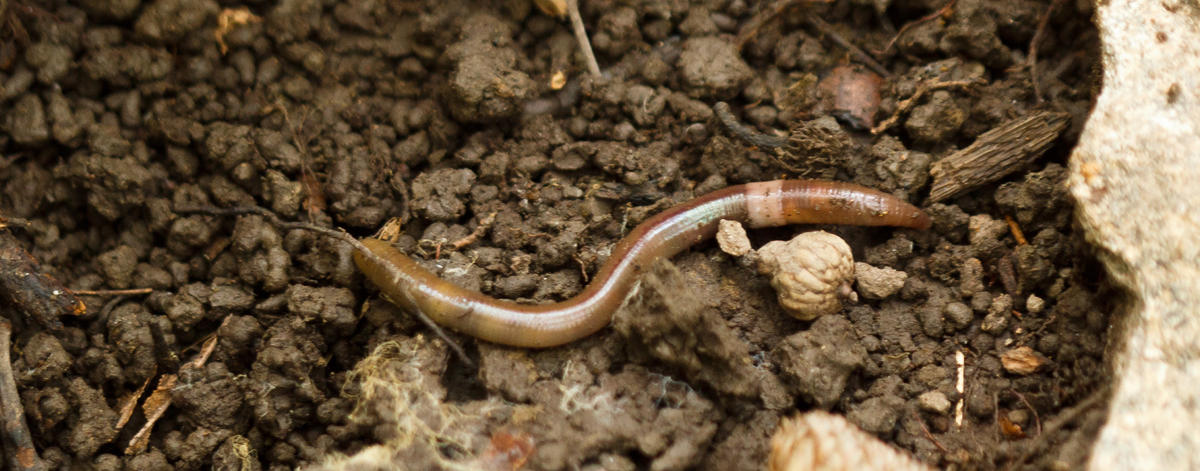 photograph of a jumping worm on bare soil