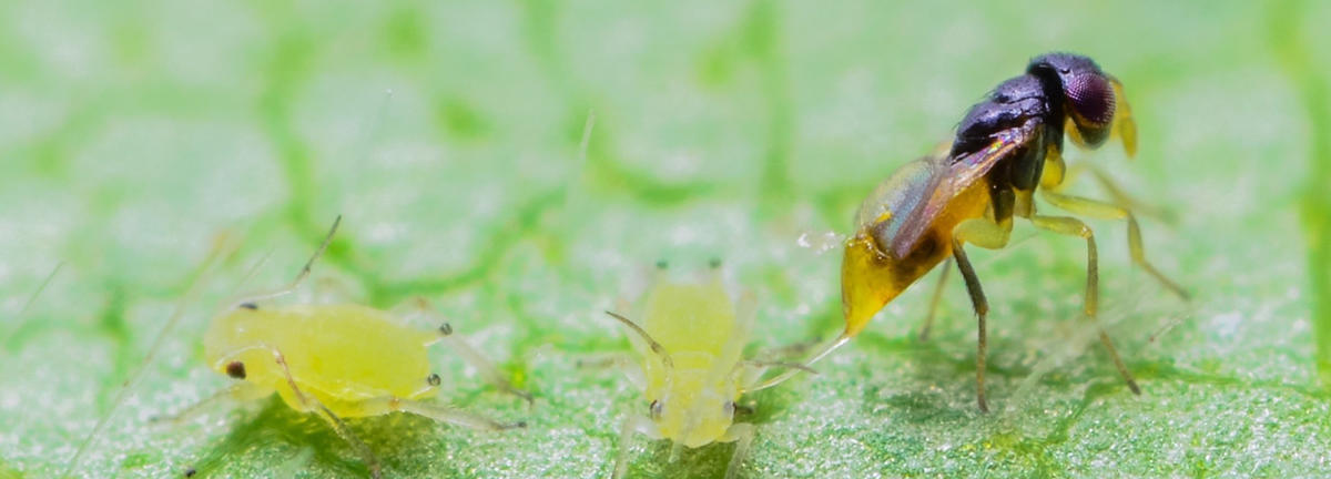 photograph of parasitoid wasp preying on soybean aphid