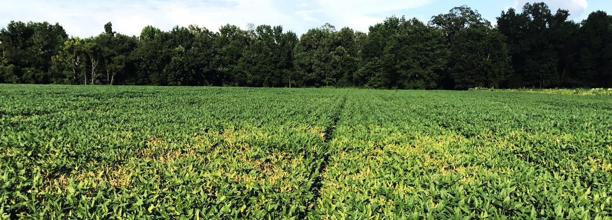 photograph of a soybean field in summer with damage from soybean sudden death