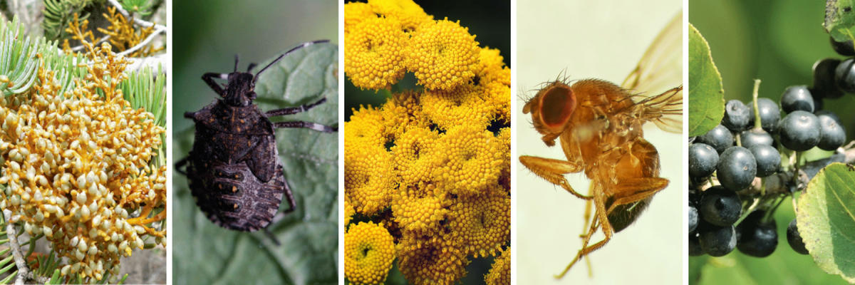 photographic collage of 5 invasive species including dwarf mistletoe, brown marmorated stink bug, common tansy, spotted wing drosophila, and common buckthorn