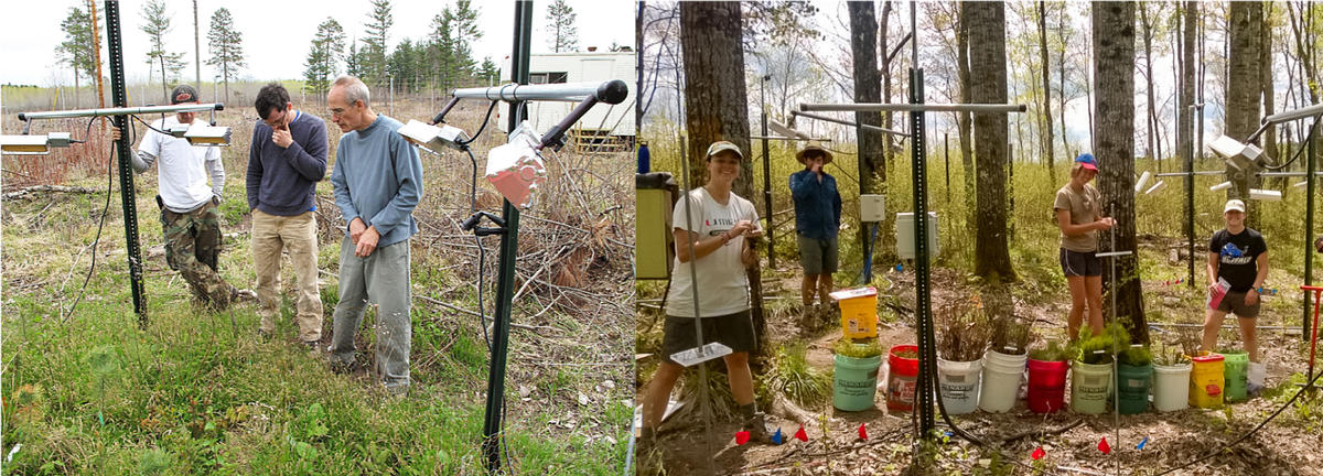 two photographs showing research team in the forest setting up experiments