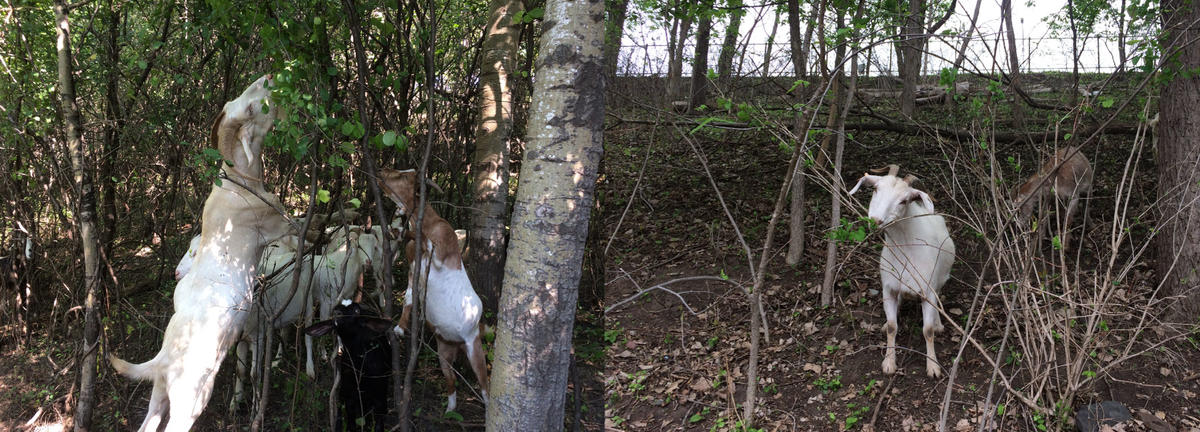 two photographs side by side of white goats eating buckthorn stems in the woods