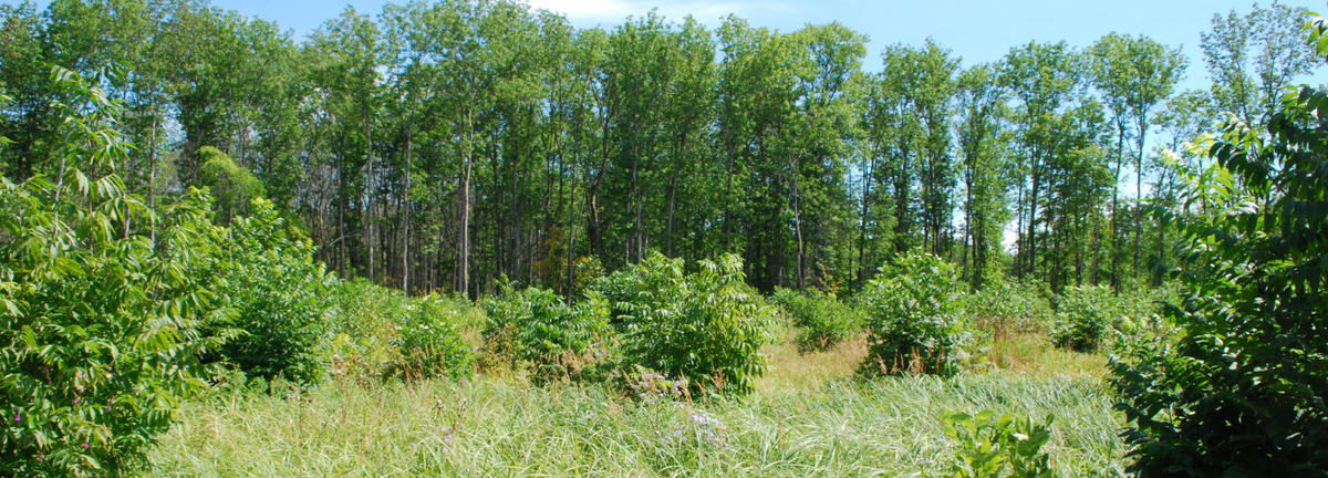 photograph of a landscape dominated by invasive grasses and surrounded by deciduous trees