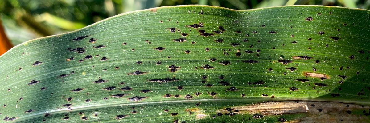 photograph of corn tar spot on a corn plant leaf