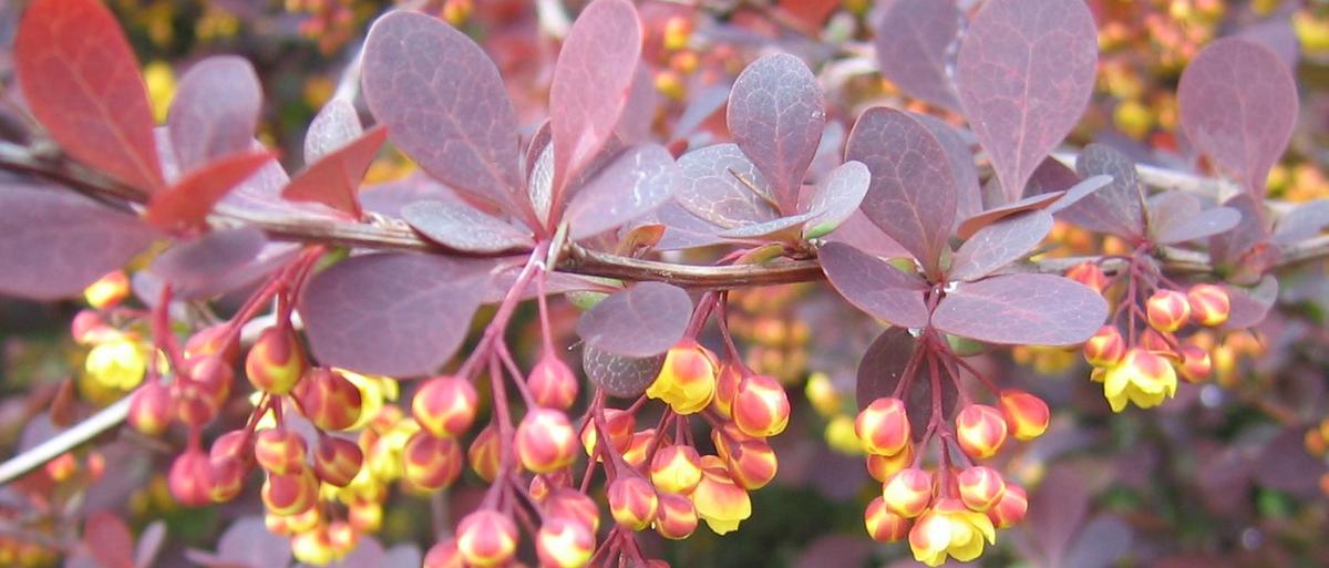 photograph of hybrid barberry branch and blossoms