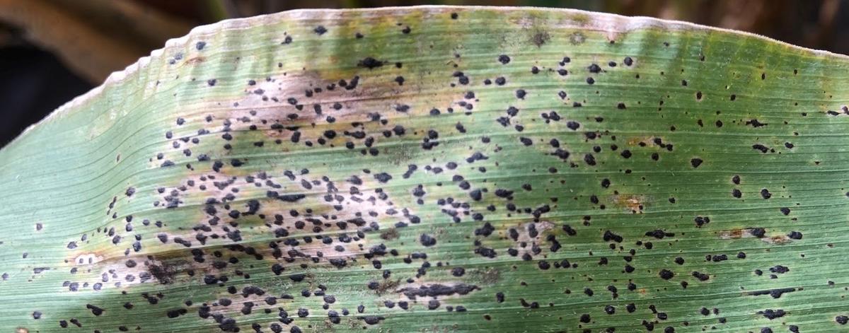 photograph of corn tar spot pathogen on a corn leaf