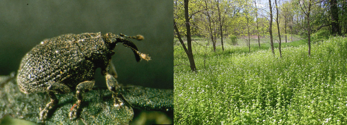 photograph collage; left is the univoltine weevil; right is a stand of garlic mustard