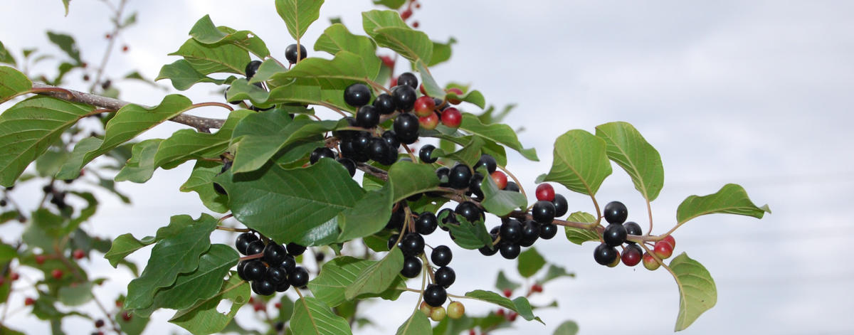 photograph of a glossy buckthorn branch with berries