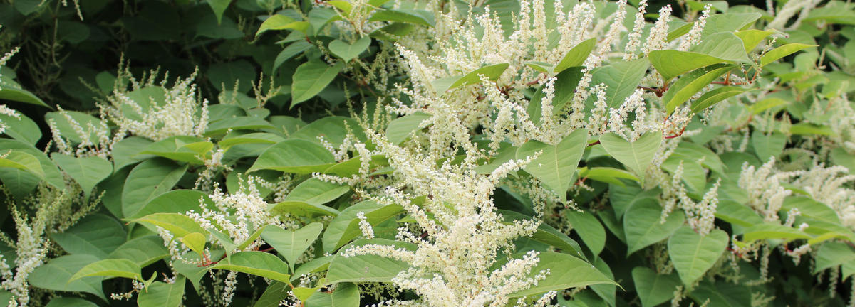 photograph of Japanese knotweed in bloom with small white flowers