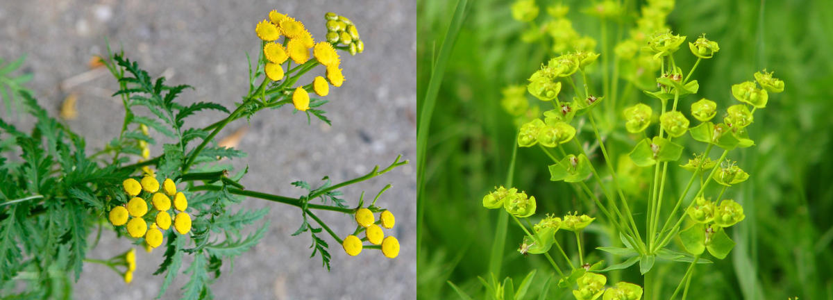photographic collage; left is common tansy; right is leafy spurge flower heads