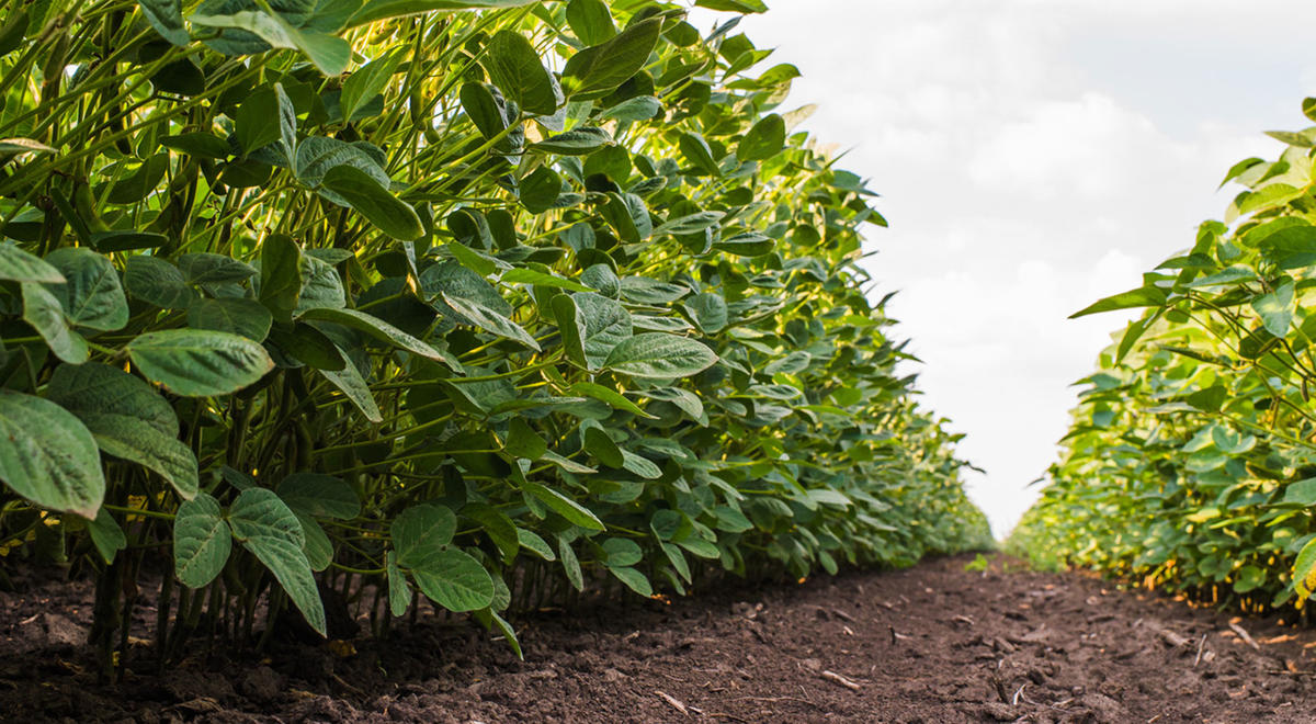 photograph of a row of soybeans in a field from a ground perspective