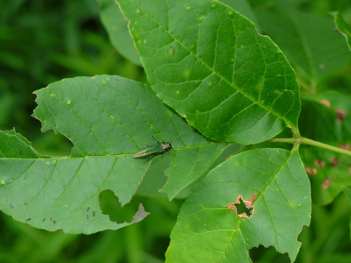 An adult emerald ash borer beetle on a leaf.