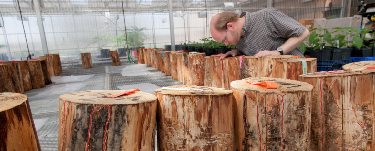 Brian Aukema inspects cut logs with damage from the mountain pine beetle