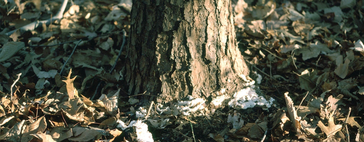 invasive tree disease