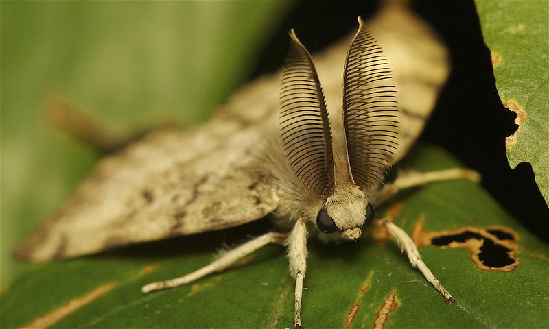 photograph of a spongy moth adult