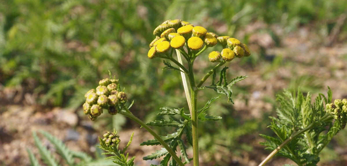 photograph of common tansy in bloom in a field