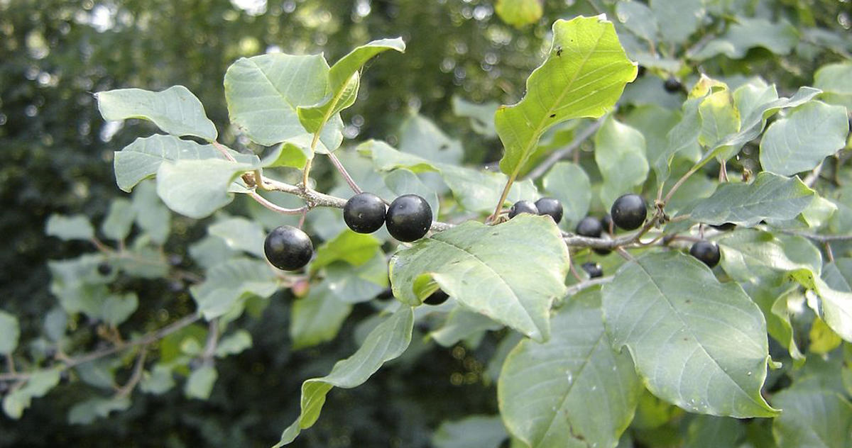 photograph of a branch of glossy buckthorn with dark blue berries