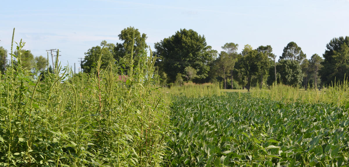 photograph of palmer amaranth growing in an agricultural field with deciduous trees in the background