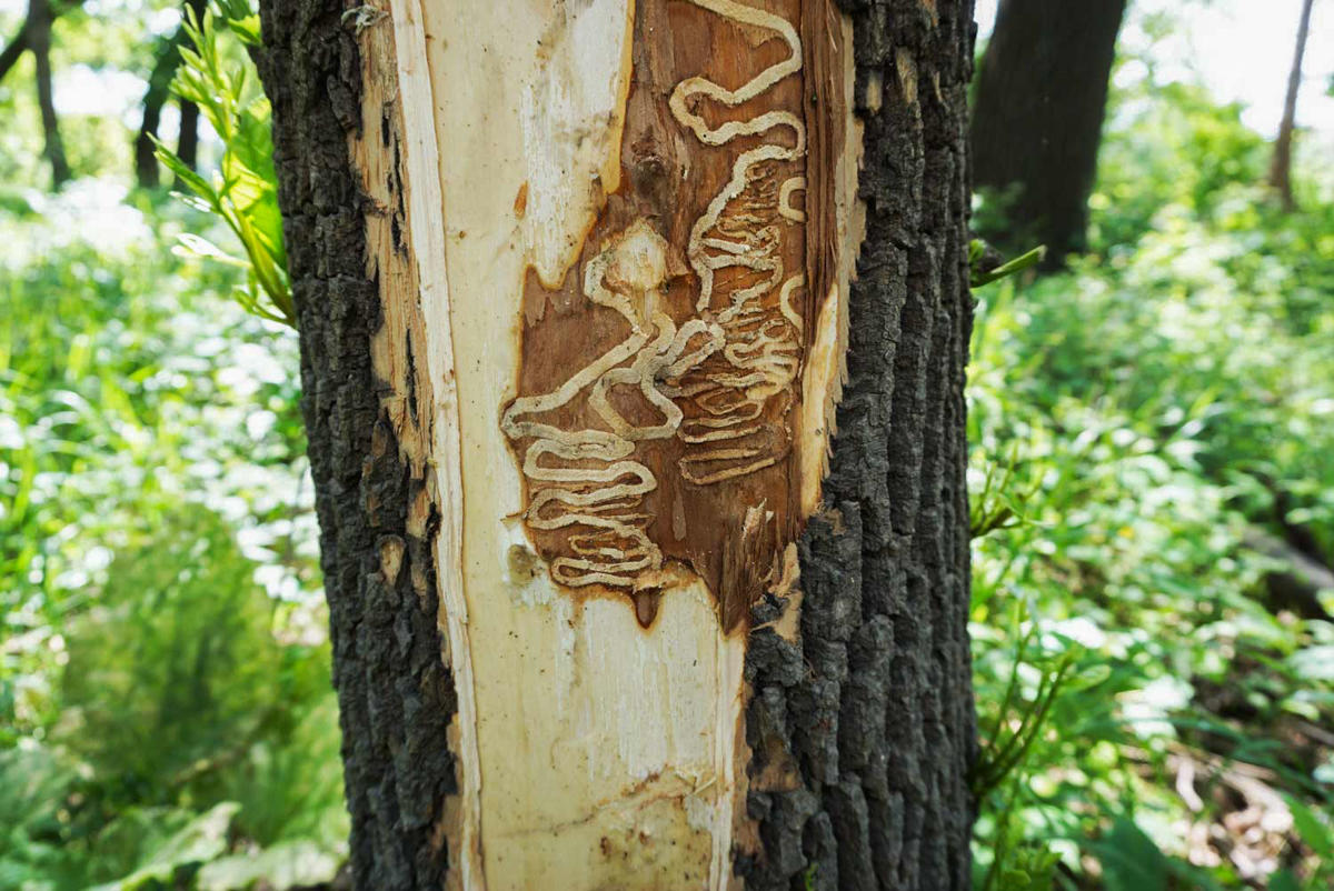 photograph of emerald ash borer gallery exposed on a mature tree trunk with forest greenery in the background