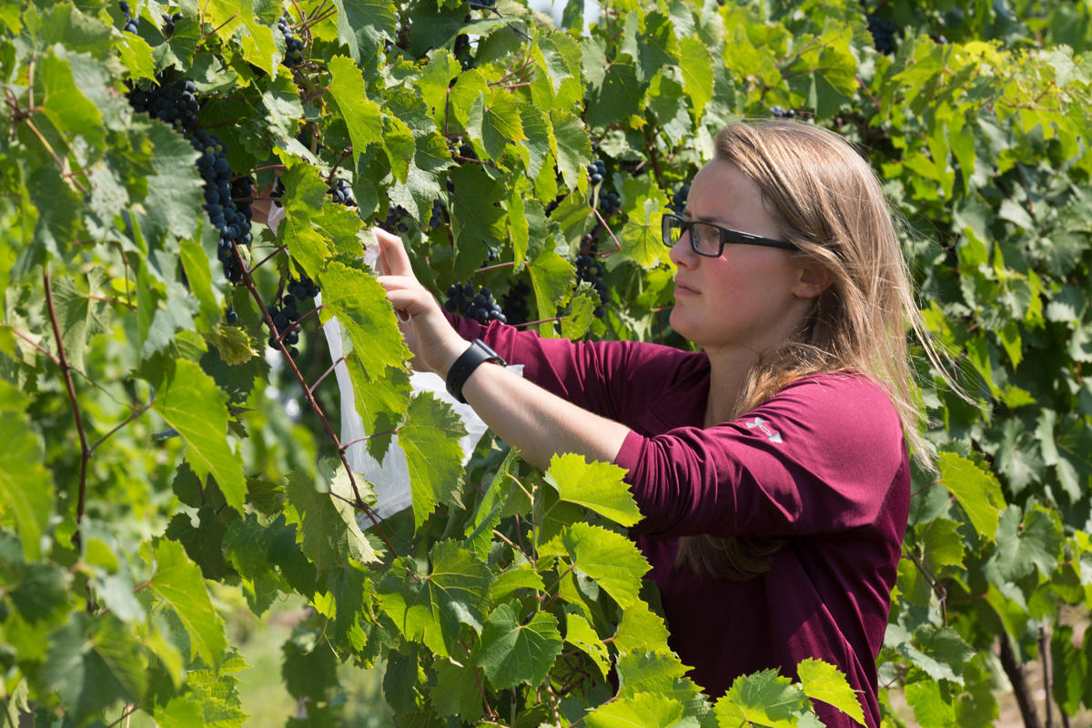 photograph of a researcher studying spotted wing drosophila on grapes