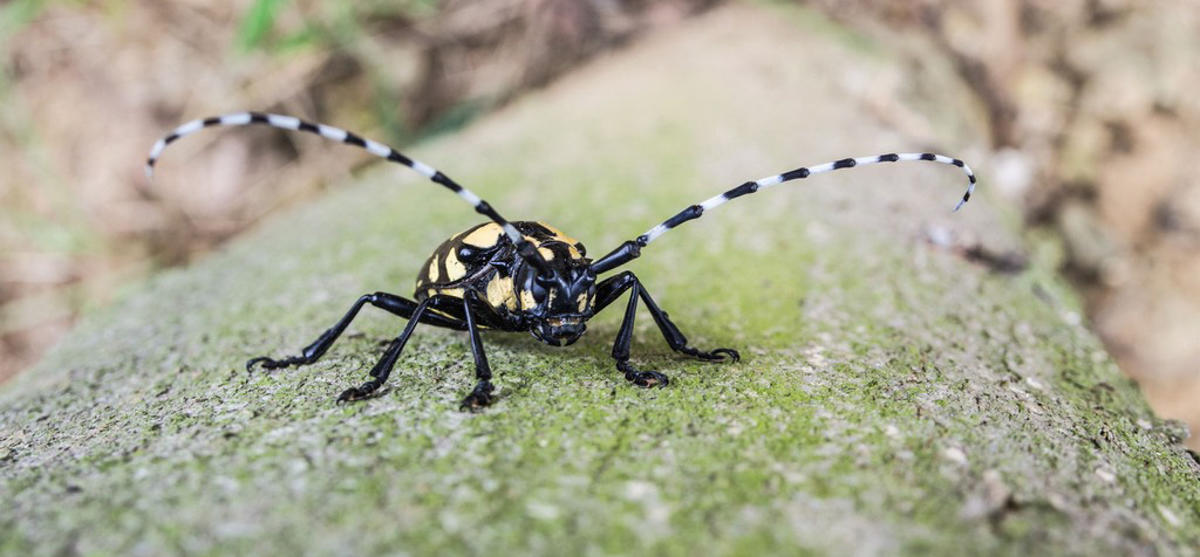 photograph of an asian longhorned beetle