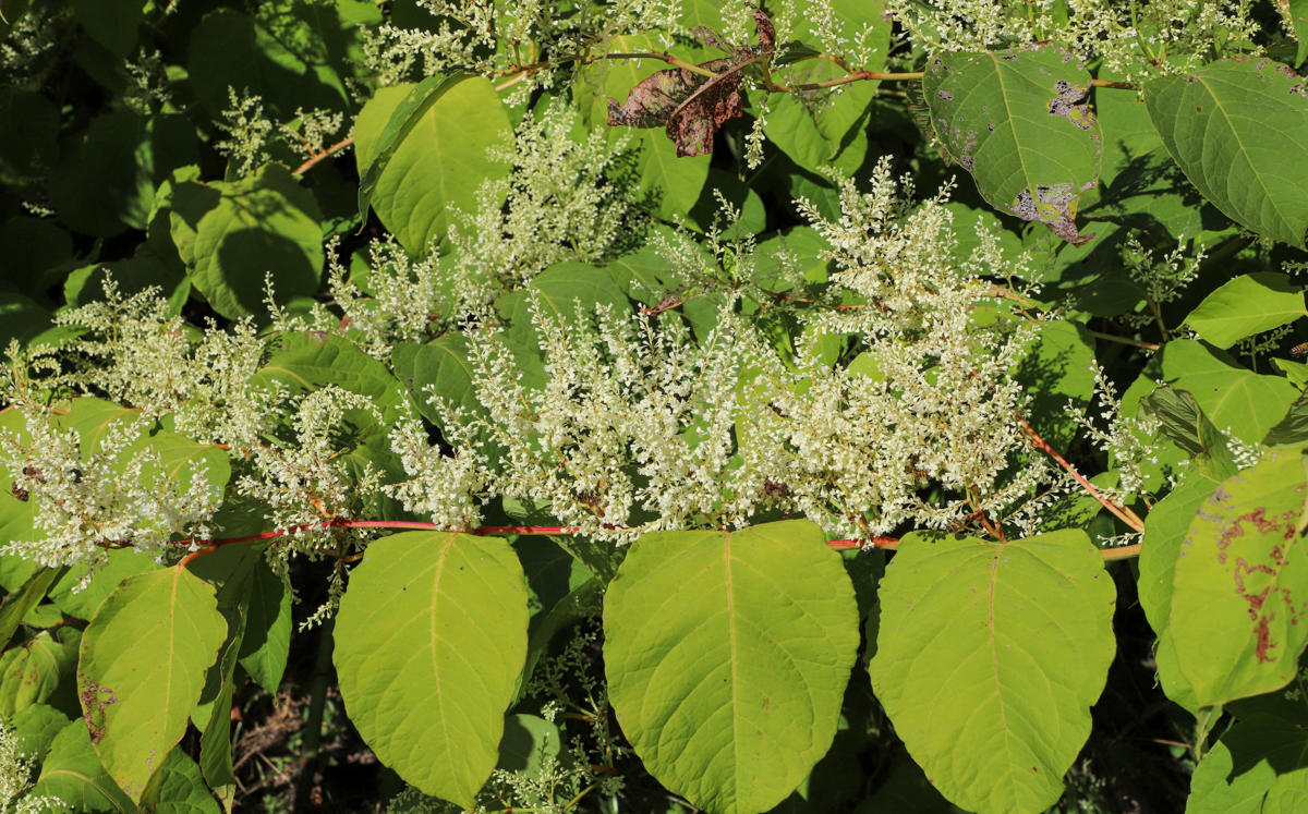 photograph of Bohemian knotweed showing leaves and flowers