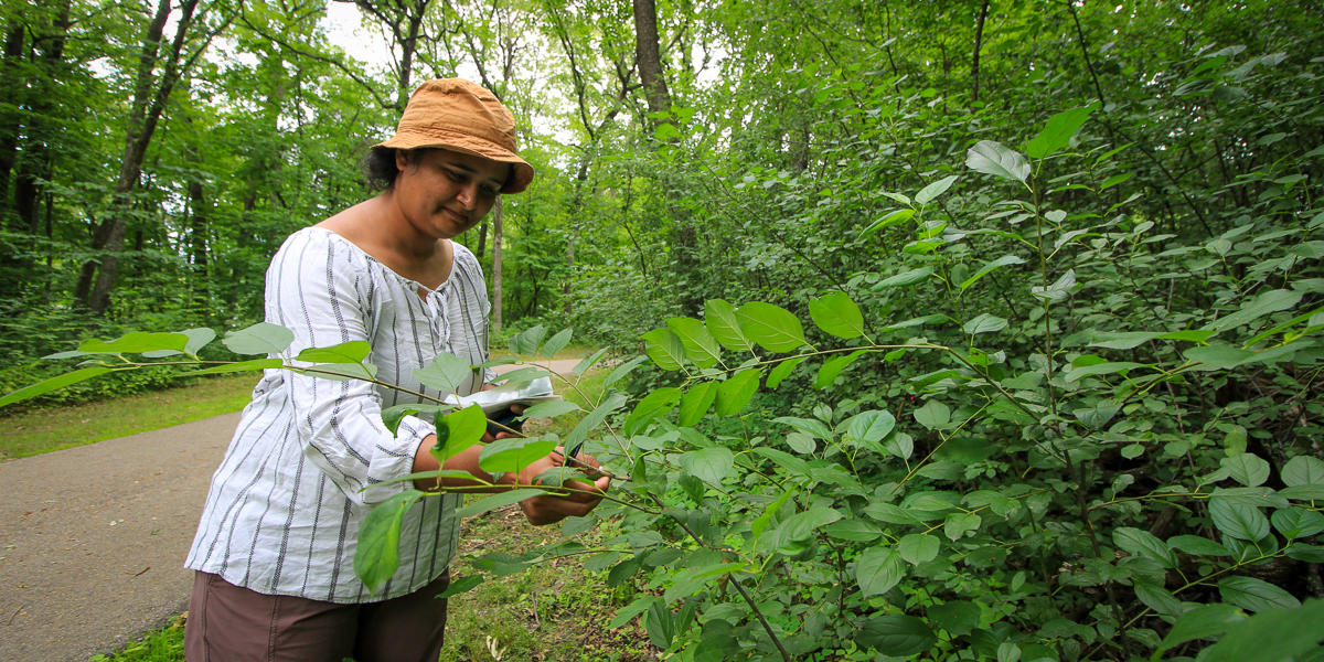 photograph of researcher inspecting common buckthorn leaves