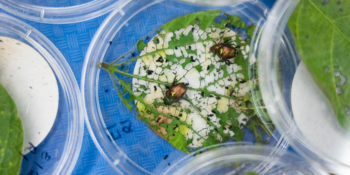 photograph of Japanese beetles defoliating a soybean leaf in a petri dish