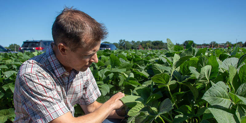 photo of a scientist working in a soybean field