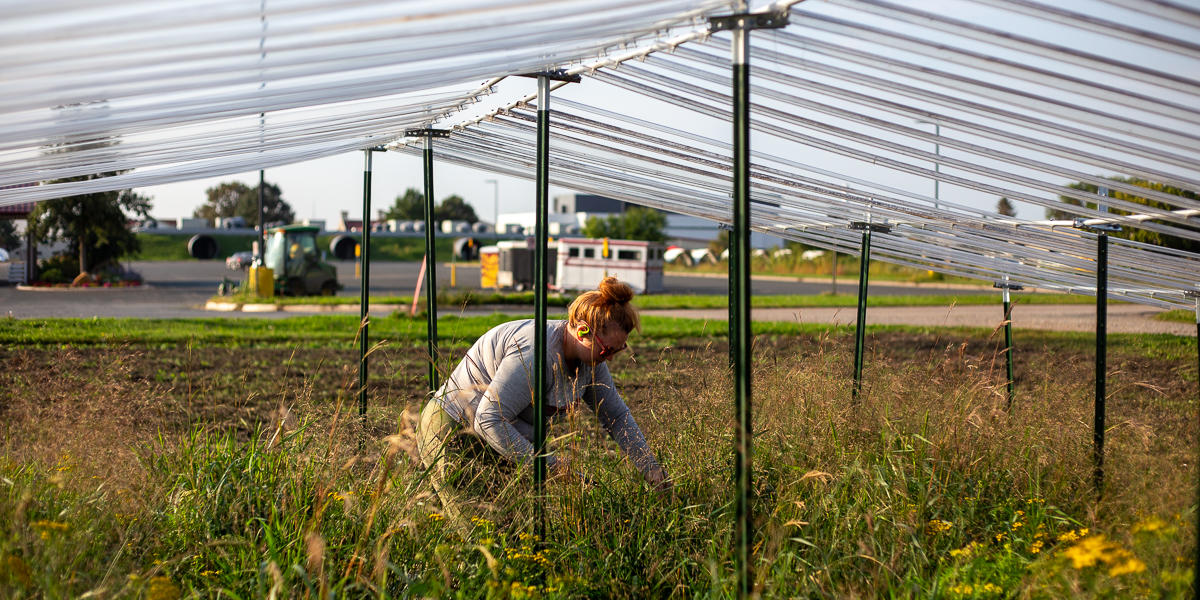 researcher cutting common tansy heads in a field under a climate control cover