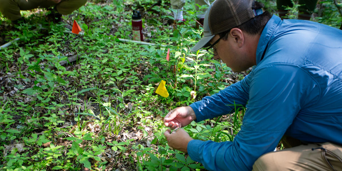 researcher kneeling to inspect plants in a forest
