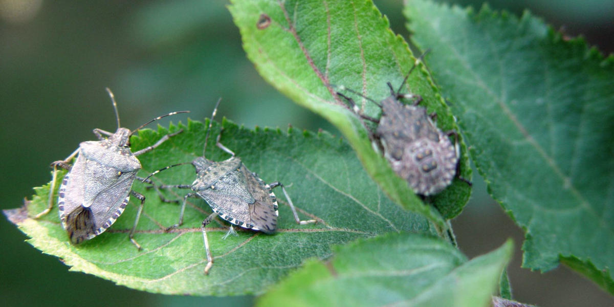 three brown marmorated stink bugs on leaves