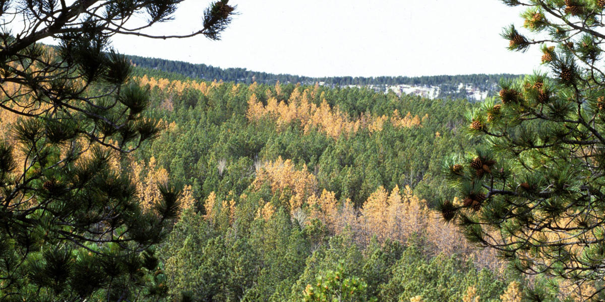 coniferous forest canopy with dead trees interspersed with healthy trees