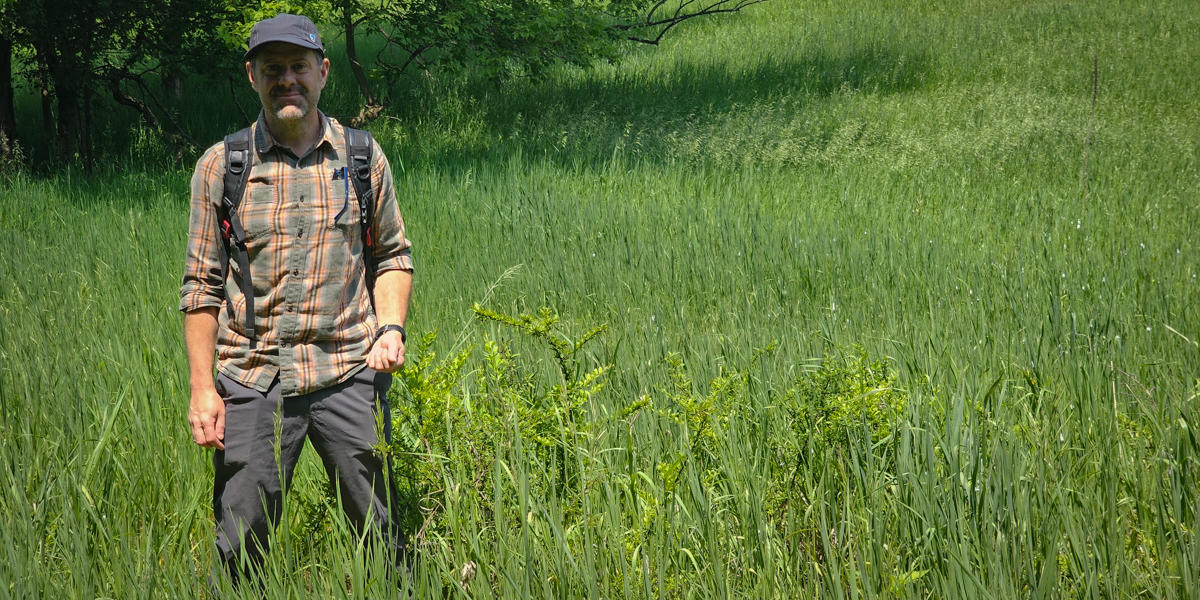 researcher stands next to a hybrid barberry plant in a grassy field
