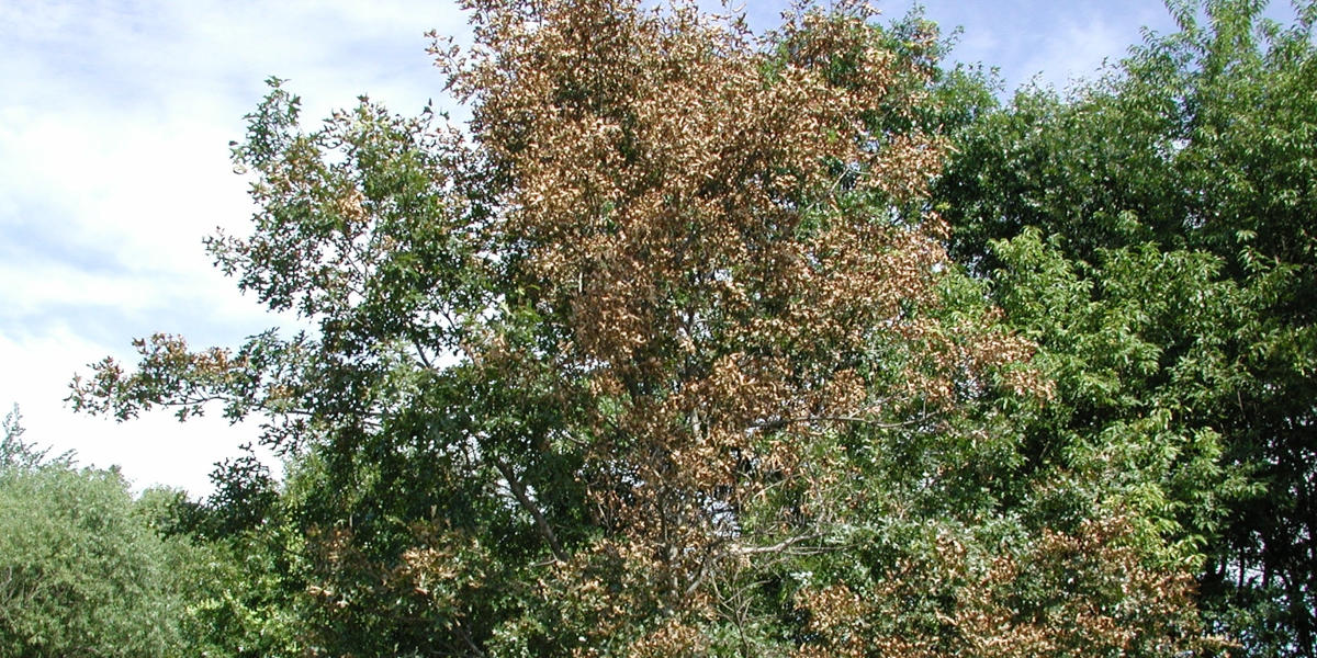 oak tree showing symptoms of oak wilt with dead leaves on many branches