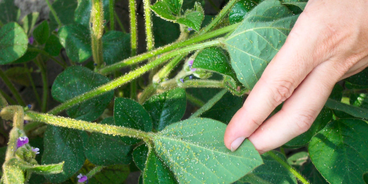 close up of soybean leaves full of yellow aphids