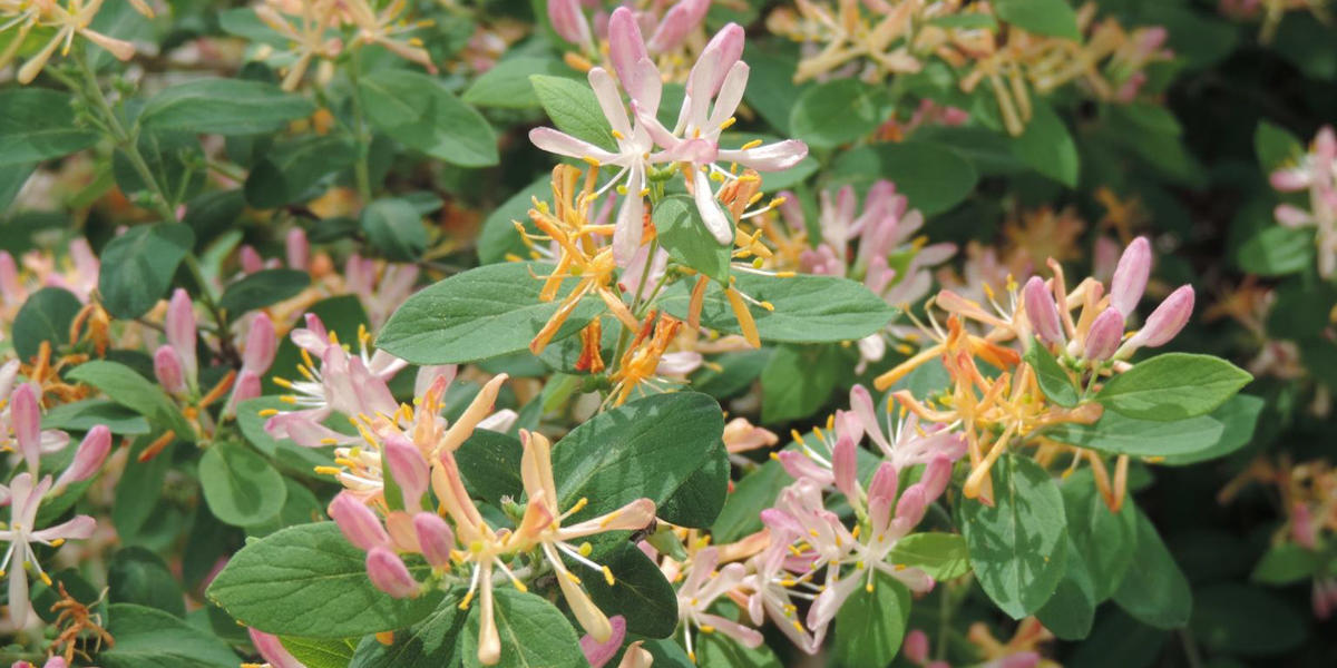 close up of Tatarian Honeysuckle with pink and yellow flowers