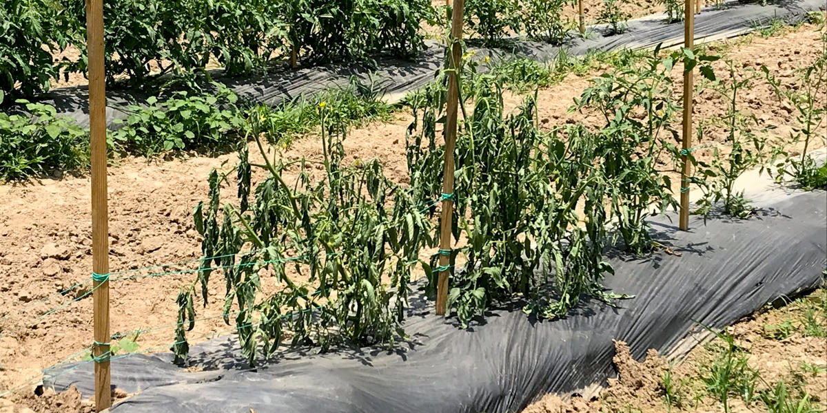wilted tomato plants in a row crop