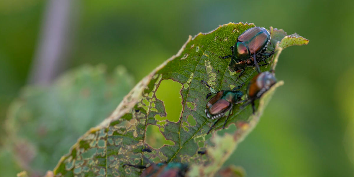 Japanese beetles feed on a hazelnut leaf