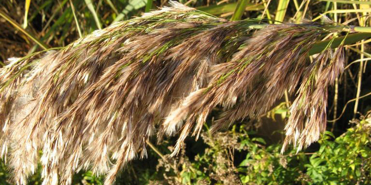 European common reed grass plume