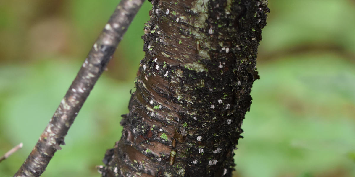 fungus on a buckthorn stem