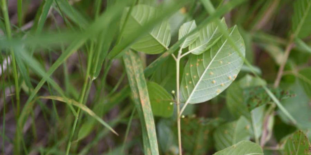 reed canarygrass and glossy buckthorn infected with crown rust