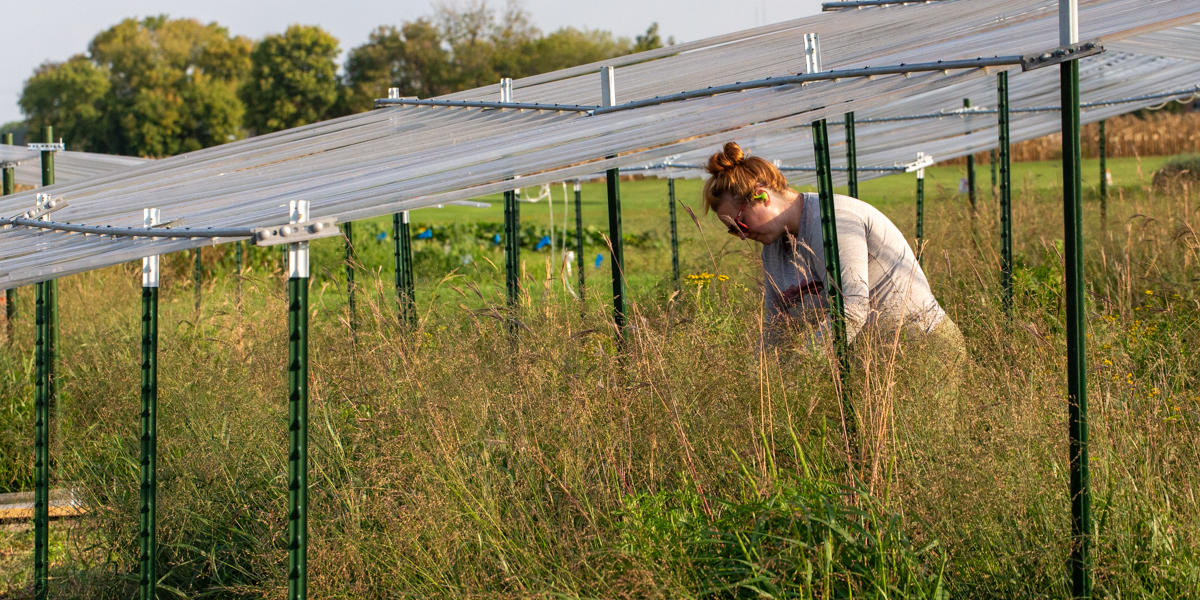 person working in a planted prairie experimental plot