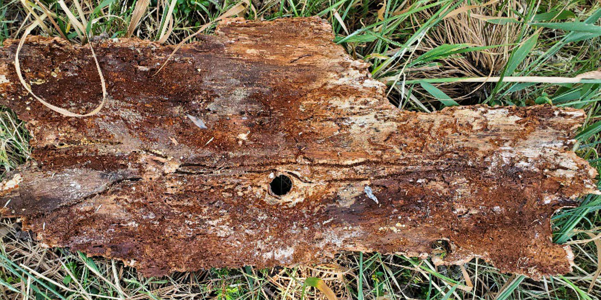 inner bark of a pine tree showing beetle galleries