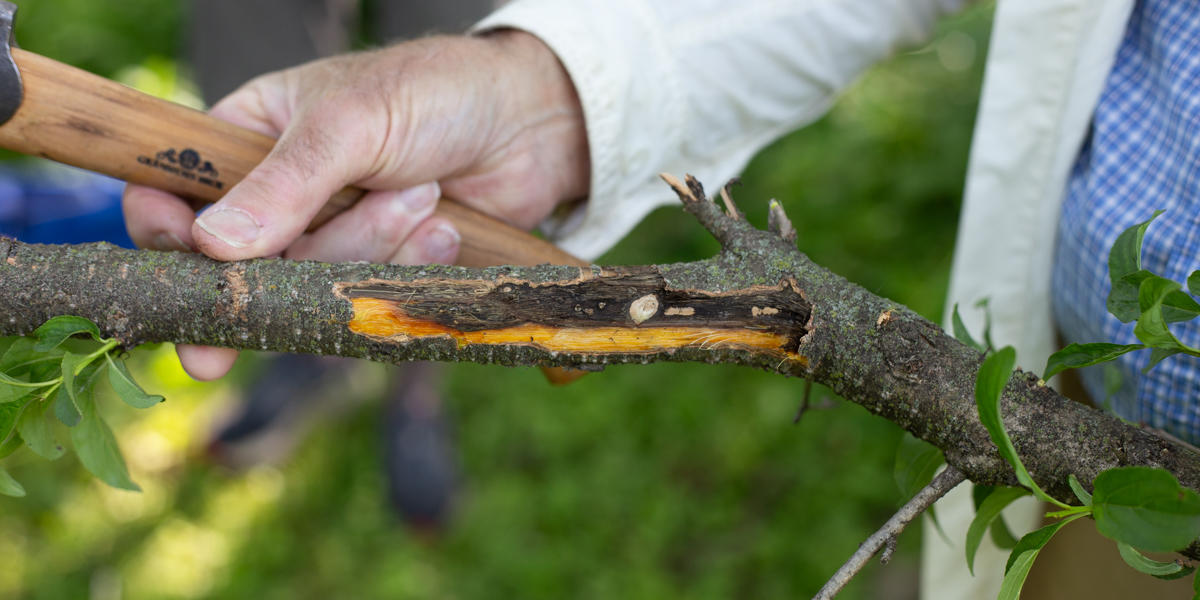 buckthorn stem with inner bark exposed to show healthy tissue and diseased tissue