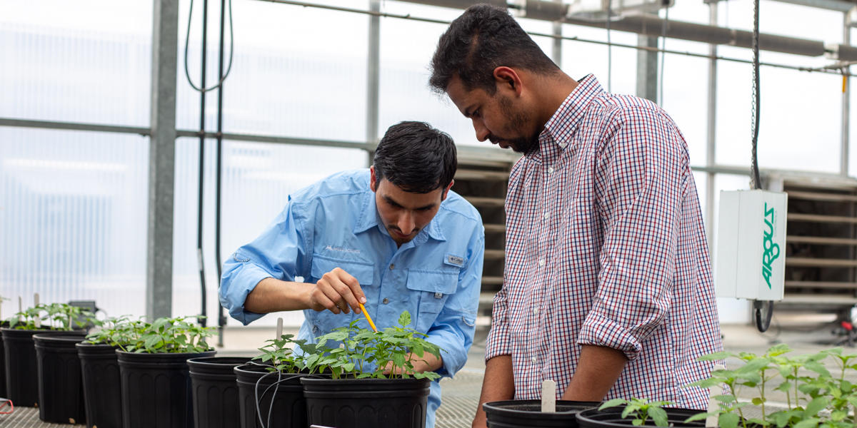 two researchers inspect palmer amaranth plants in a greenhouse